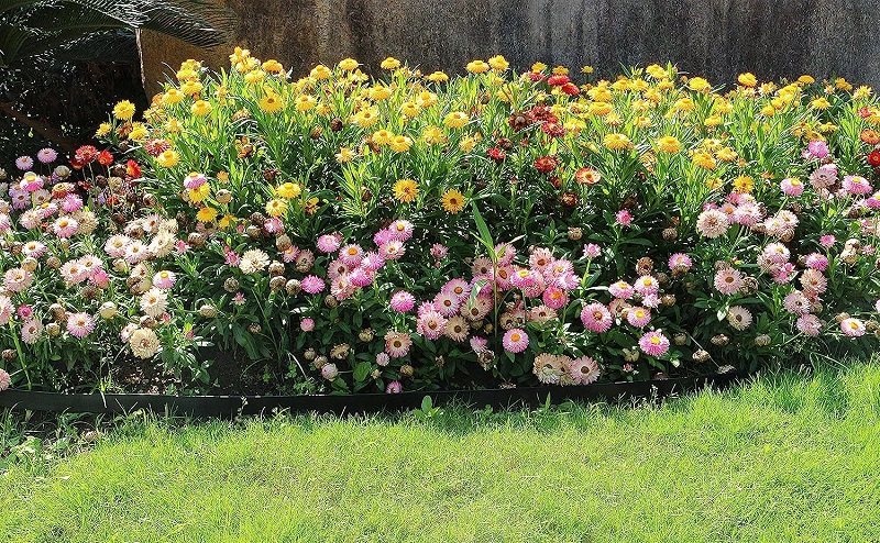 Cheap Lawn Edging installation